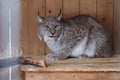 Linx in the ÃÂage in Karelia Royalty Free Stock Photo